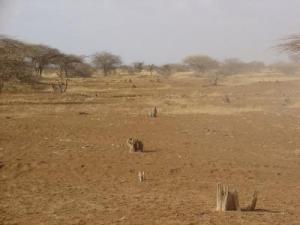 Charcoal production between Harada Gobato and Odweyne