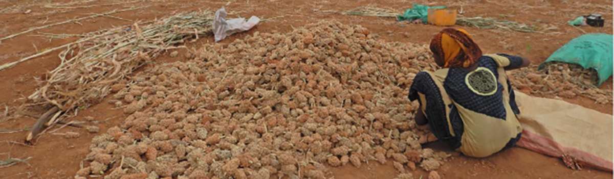 Irrigated Sorghum harvest, Beletweinriverine. FSNAU, July 2022