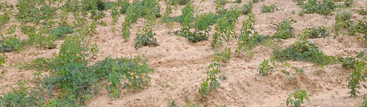 Regenerated cowpea crop after Hagga rain in Cowpea belt, Middle Shabelle. FSNAU, July 2022